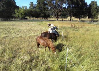 Feeding and Exercising a Horse with Laminitis
