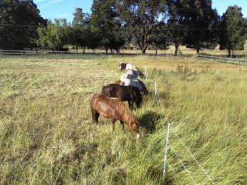 Feeding and Exercising a Horse with Laminitis image