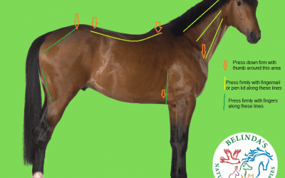Is your horse in Pain? How to check your horse.