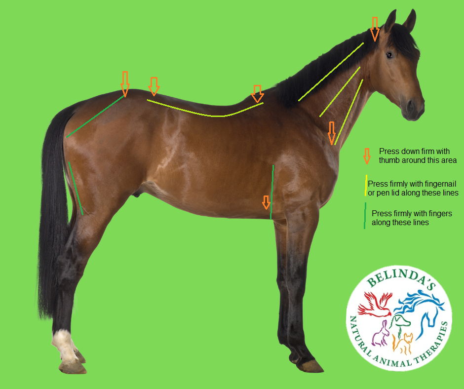 Is your horse in Pain? How to check your horse. image