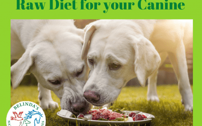Why feed your dog a Natural Raw Diet?