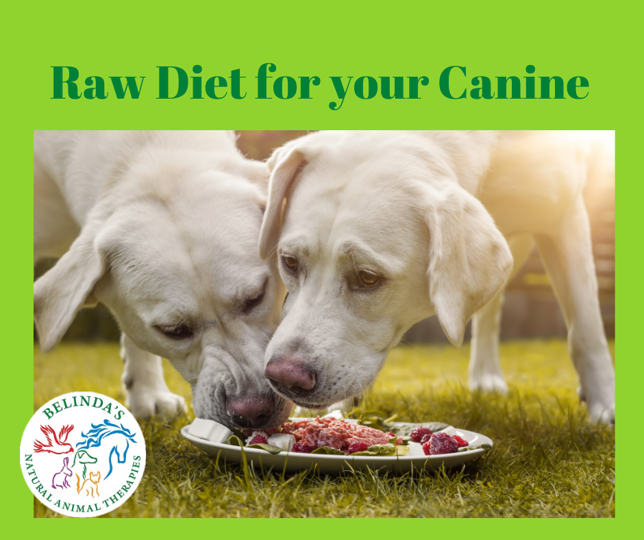 Why feed your dog a Natural Raw Diet? image