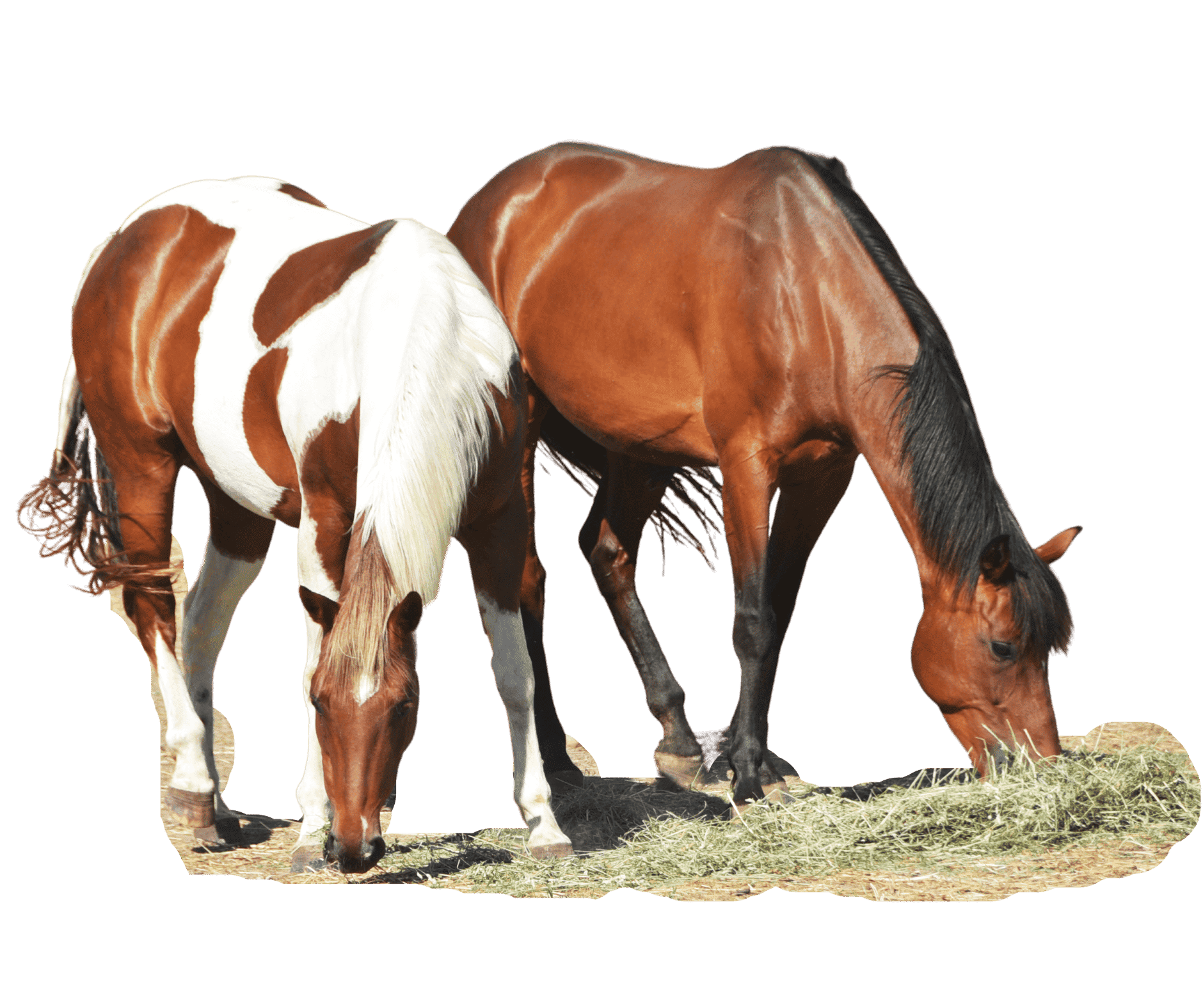 Horse nutrition eating feed