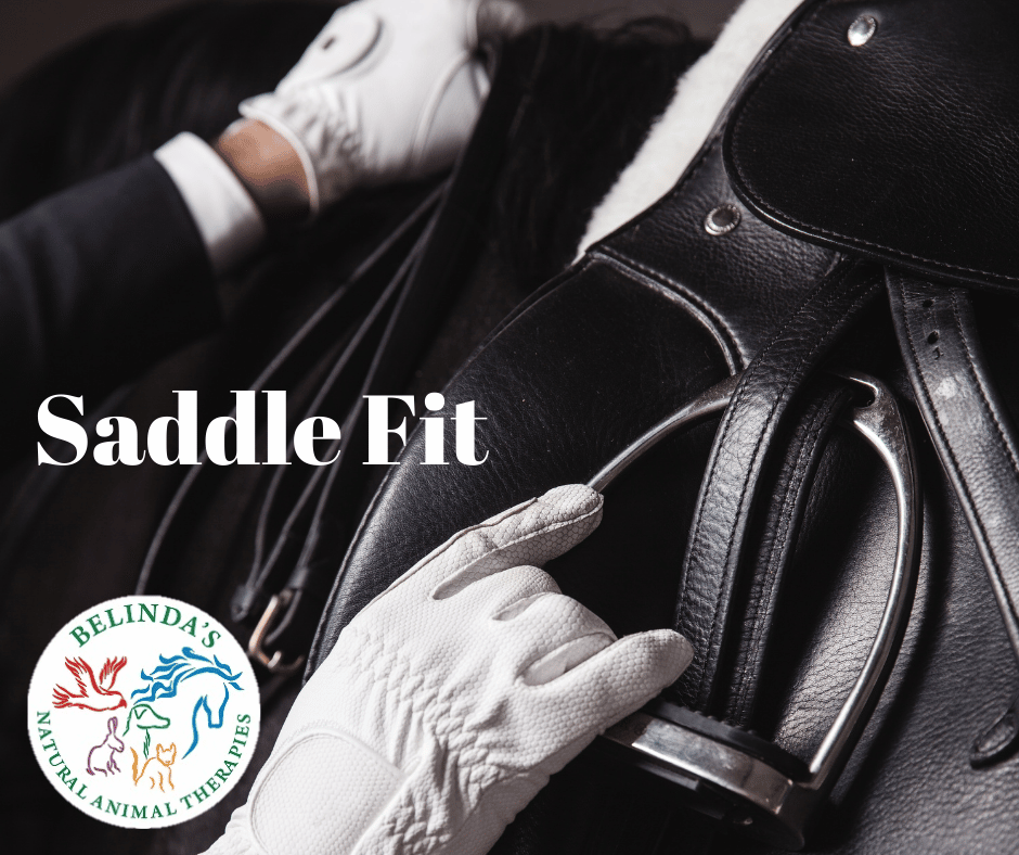 Saddle Fit – why it is important for your horse image
