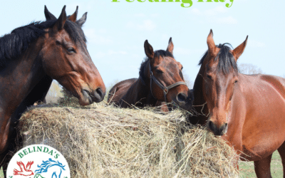 Feeding horse’s hay: A Key to gut health