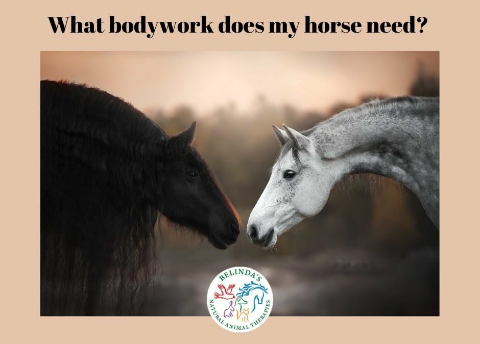 What bodywork does my horse need