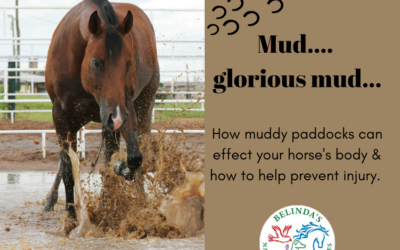 Why muddy paddocks can cause injury and how to help