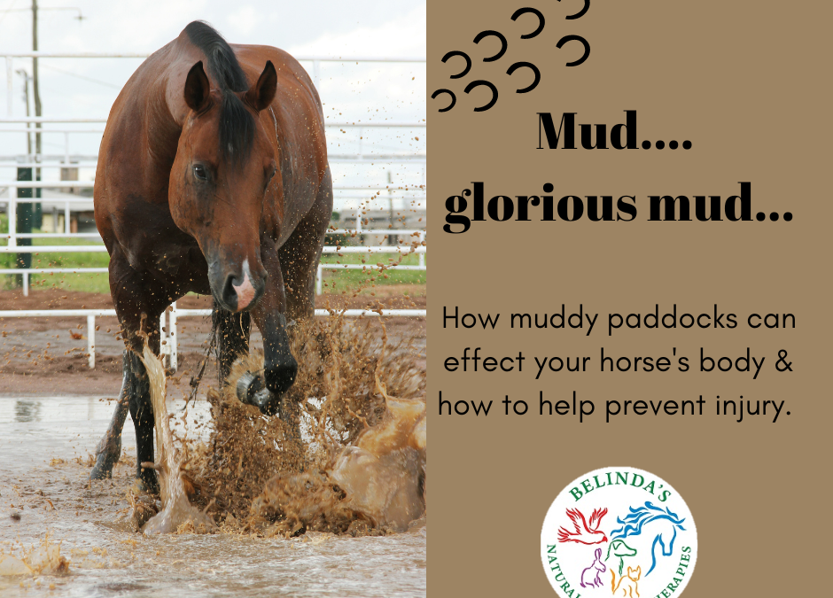 Why muddy paddocks can cause injury and how to help